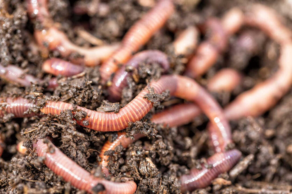 Close-up of pinkish-brown earthworms wriggling in dark nutrient-rich soil nature wallpaper background