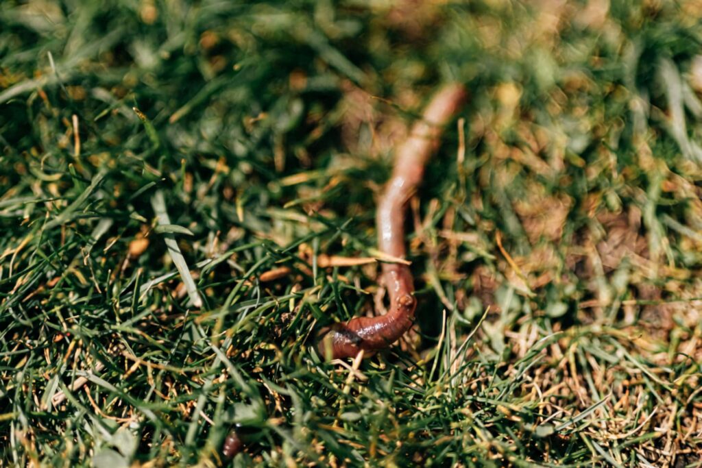 Close-up earthworm crawling through green grass soil texture natural environment wallpaper background