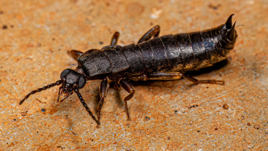 Close-up of an earwig on textured earthy surface showing segmented body pincers and antennae Wallpaper