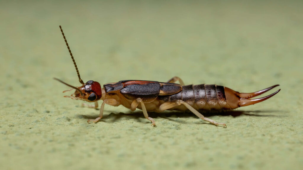 Close-up of earwig with segmented body pincers and antennae on soft green natural background Wallpaper