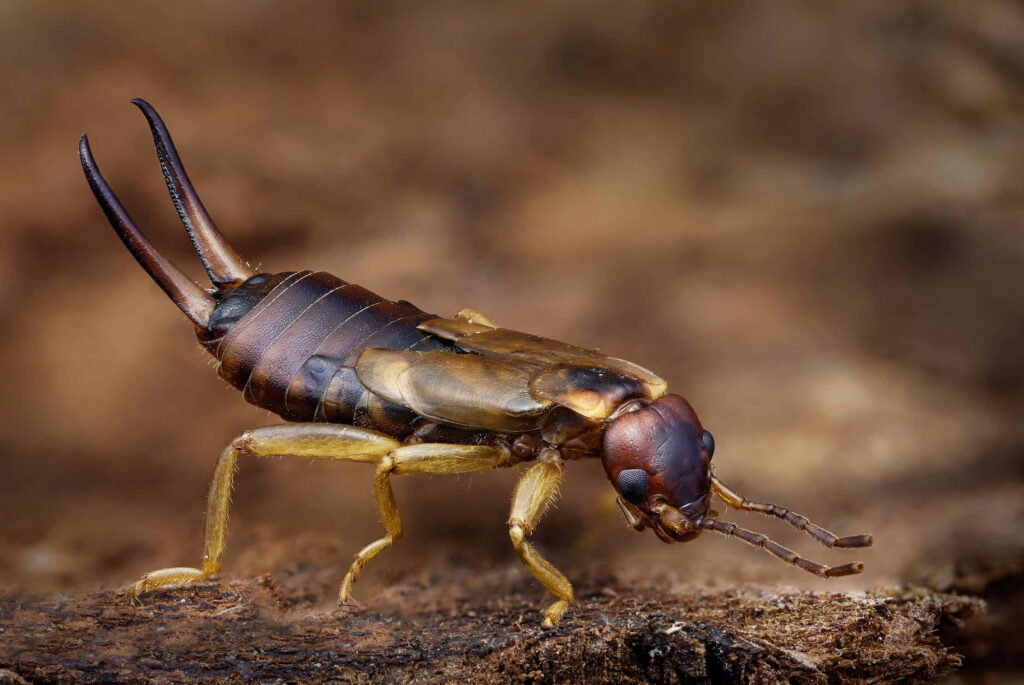 Close-up of earwig with segmented body and pincers on wooden surface nature insect wallpaper
