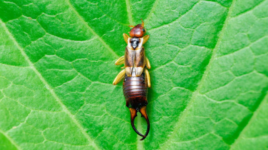Close-up of shiny brown earwig with pincers on vibrant green leaf showing detailed texture Wallpaper