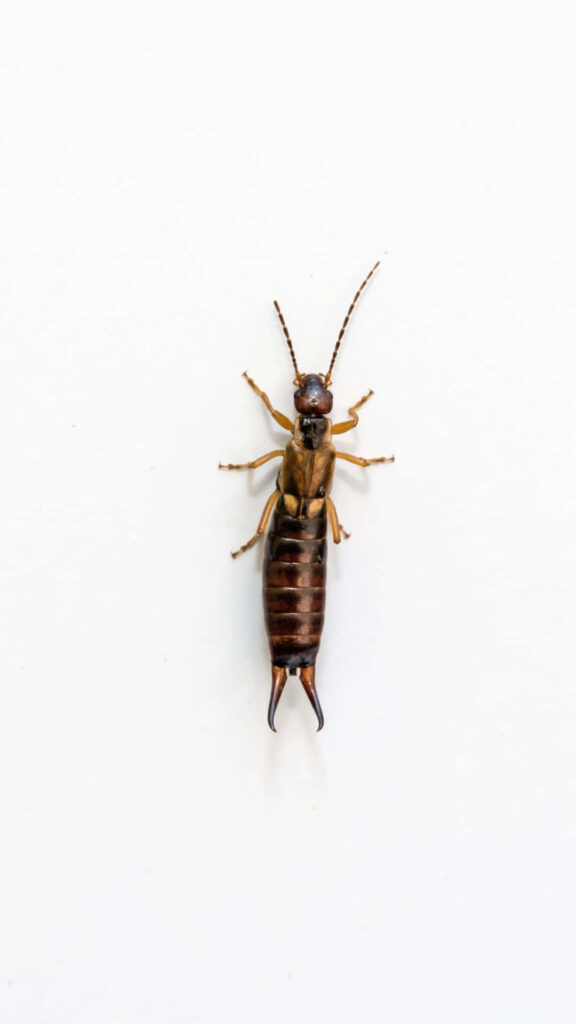 Close-up of earwig insect with segmented brown body long antennae and distinctive pincers on white background Wallpaper