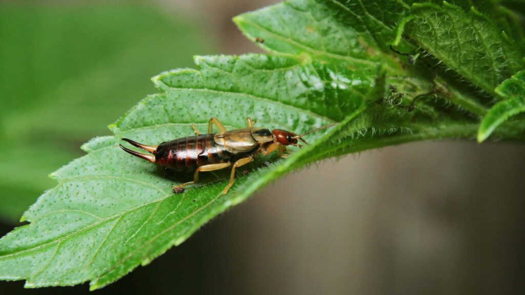 Close-up of earwig on vibrant green leaf with detailed insect patterns and natural textures Wallpaper