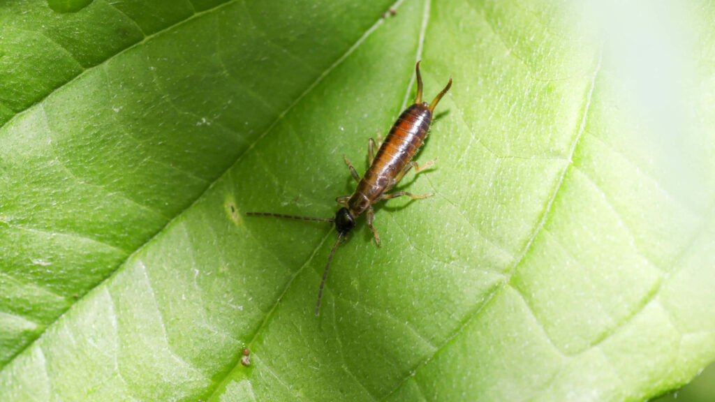 Close-up of brown earwig on vibrant green leaf showing detailed texture and natural veins Wallpaper