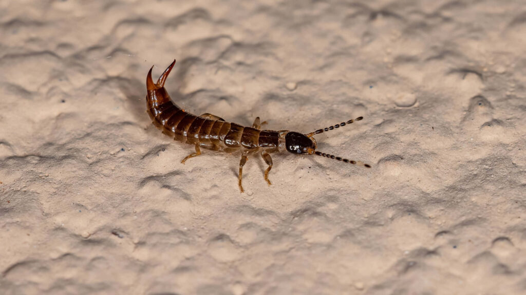 Close-up of earwig insect with slender body and pincers on textured off-white background wallpaper