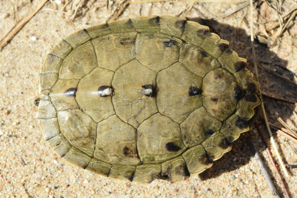 Detailed carapace patterns of an adult male false map turtle on sandy wallpaper background