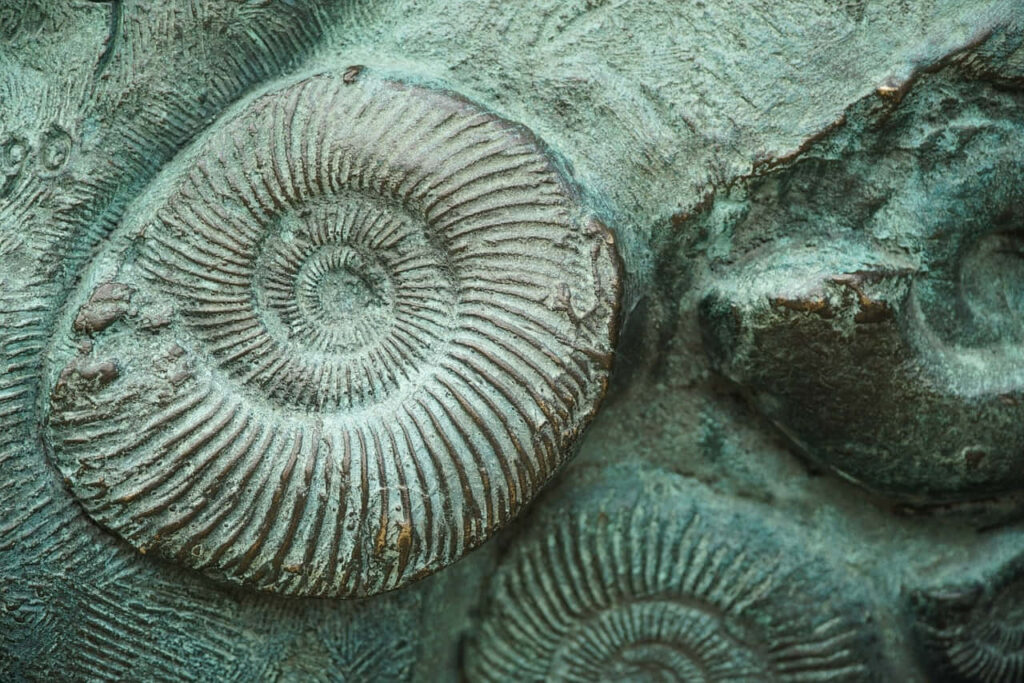 Closeup of fossilized ammonite with spiral pattern and textured surface nature wallpaper background