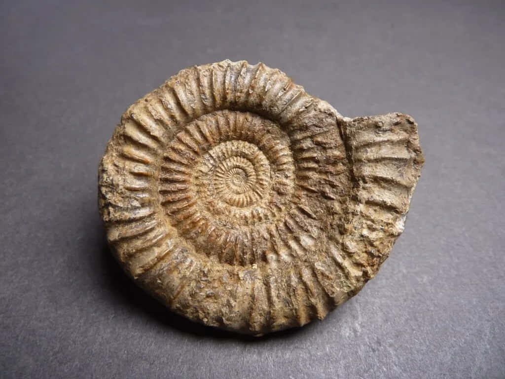 Detailed fossilized ammonite wallpaper with intricate spiral patterns and ancient textures background