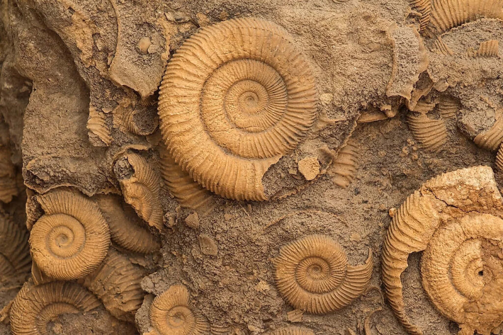 Fossilized ammonites in natural rock with intricate spiral patterns detailed ancient textures wallpaper