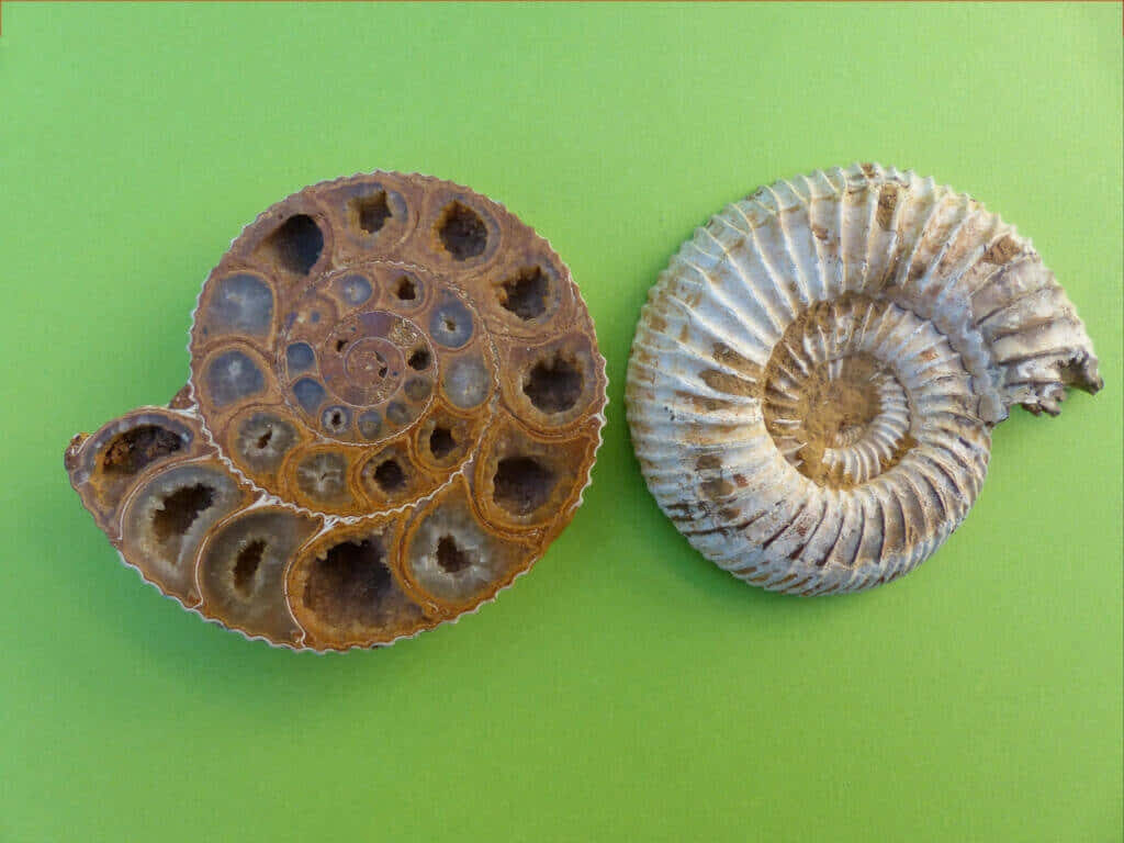 Fossilized ammonite wallpaper with detailed spiral shells on vibrant green textured background
