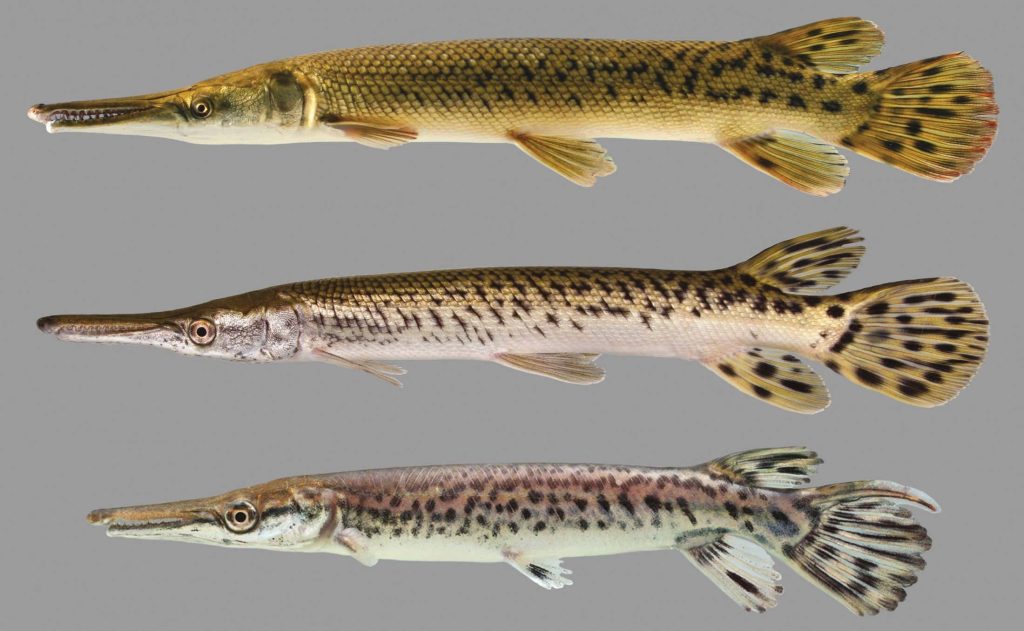 Three gar fish in profile showing slender bodies elongated snouts diamond-shaped scales and spots Wallpaper