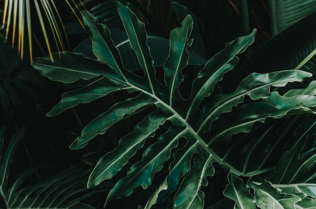 Detailed green leaf with carved veins on tropical plants background for organic wallpaper