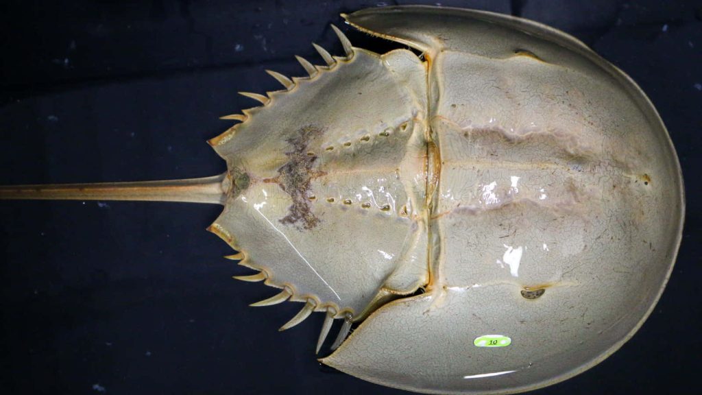 Dorsal view of textured beige horseshoe crab with tail spike and tag on black background wallpaper