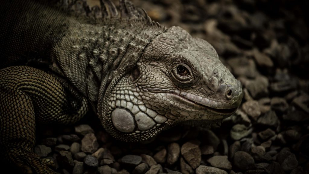 Close-up of iguana on dark rocks showcasing detailed scales and moody natural lighting wallpaper