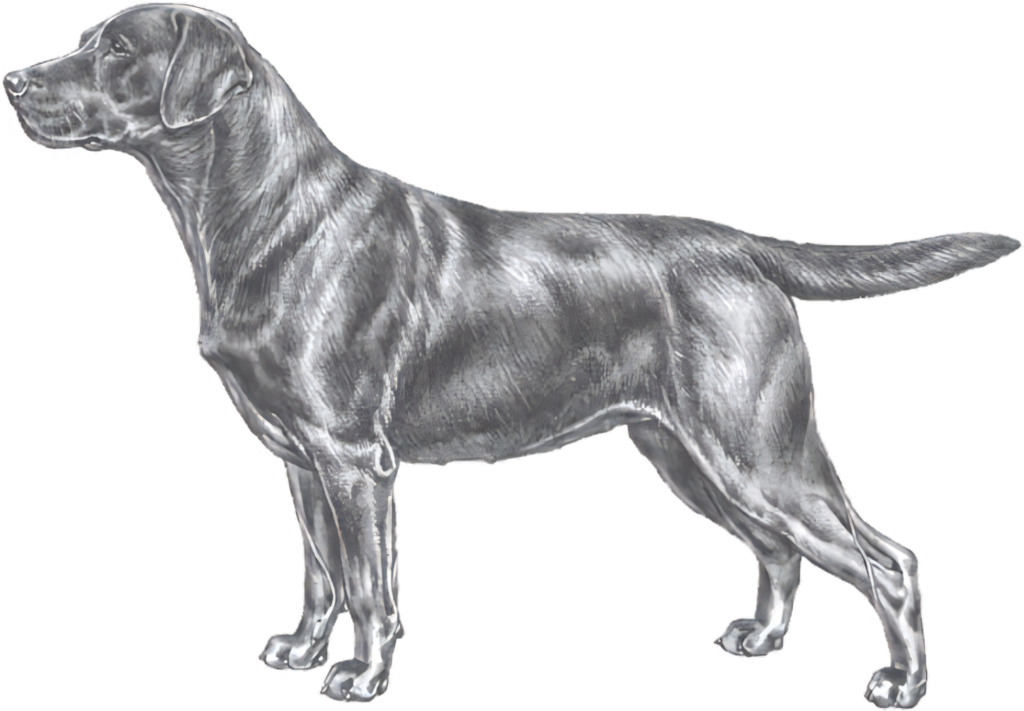 Realistic Labrador Retriever Sketch Wallpaper for Animal Lovers