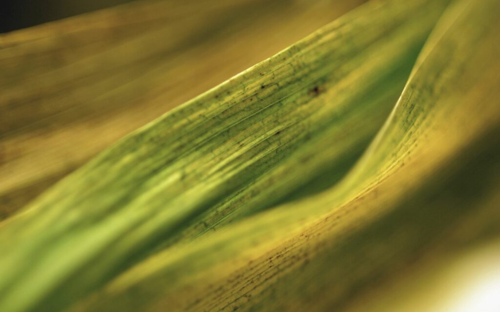 Leaf Close-Up Wallpaper: Textured Green Surface Background