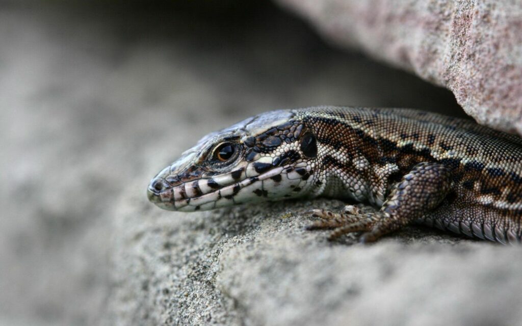 Close-Up Lizard on Textured Stones Wallpaper - Nature's Patterns