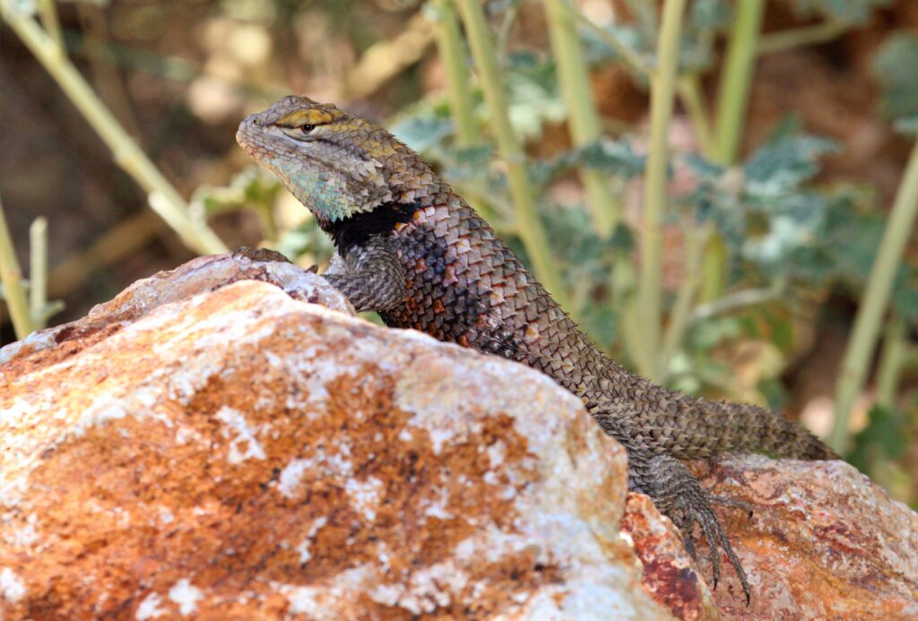 Stunning Lizard Wallpaper in Natural Wildlife Setting