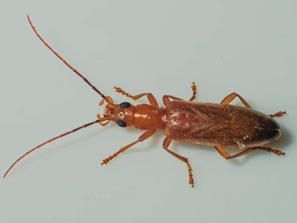 Macro close-up of blister beetle with elongated body and textured exoskeleton on pale background Wallpaper