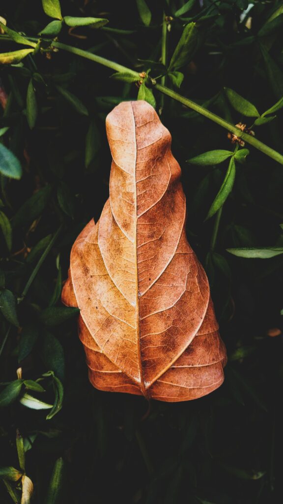 Close up of detailed brown leaf veins against green grass background autumn nature wallpaper