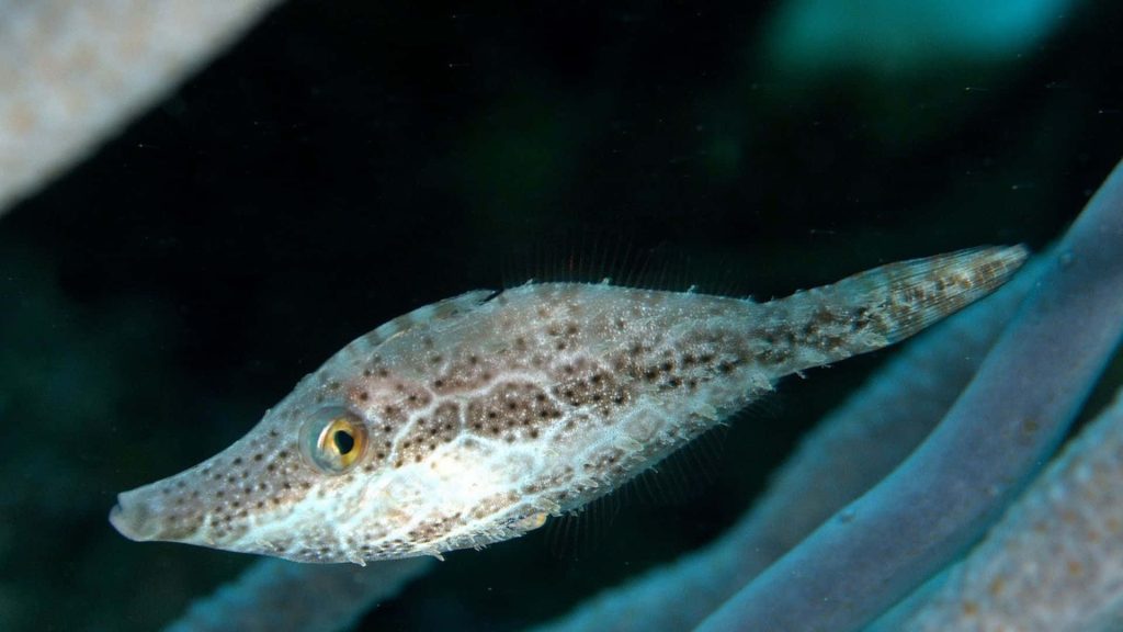 Close-up of mottled brown Filefish swimming in dark underwater environment with detailed texture Wallpaper