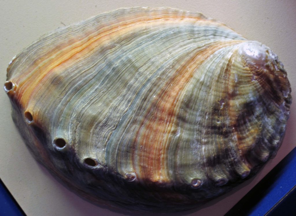 Macro view of Haliotis abalone shell with iridescent orange and green textures and holes Wallpaper