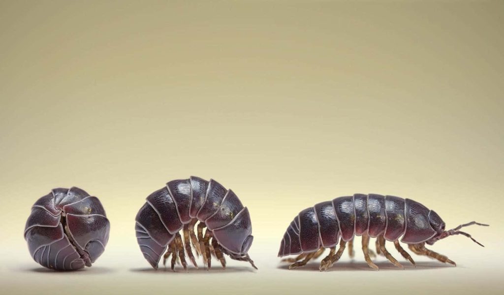 Close-up of three dark terrestrial isopods pill bugs in various poses on neutral studio background Wallpaper