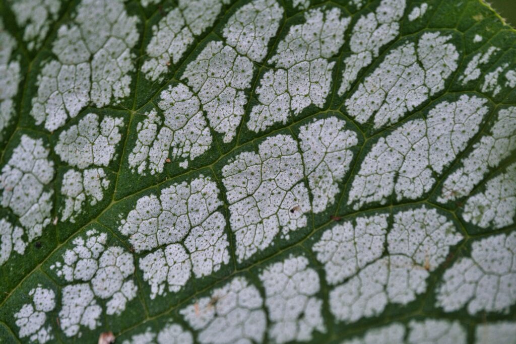 Intricate Leaf Macro Wallpaper: Detailed Vein Patterns Background