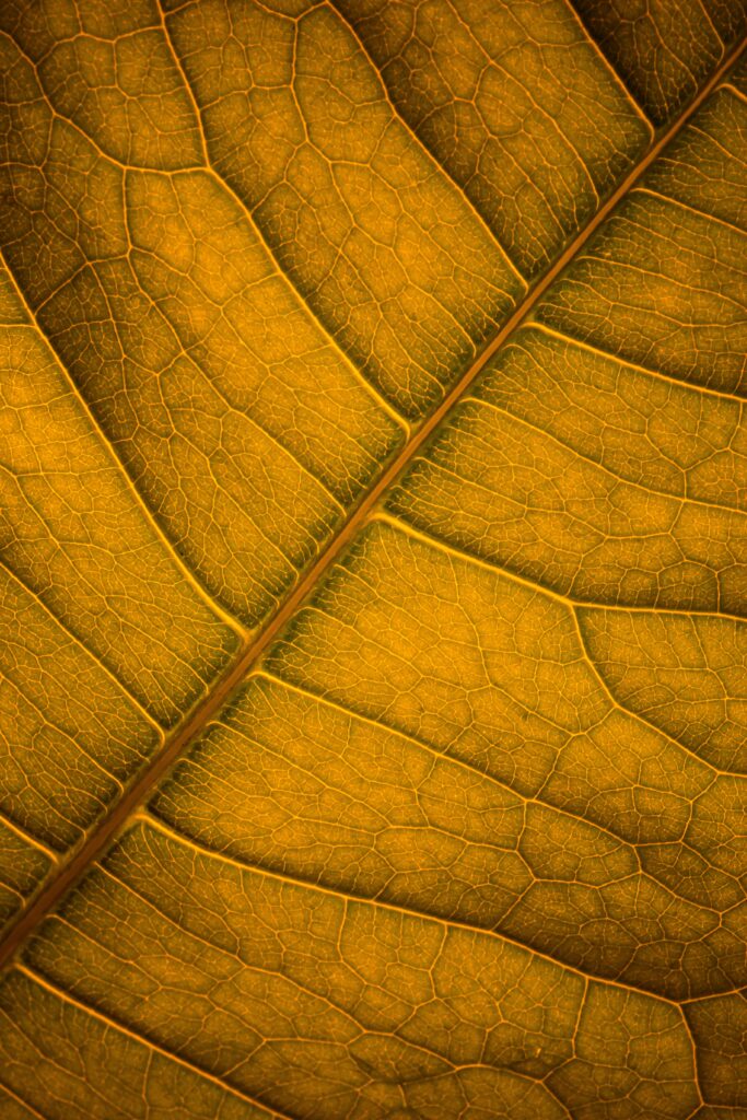 Golden Leaf Macro Wallpaper: Textured Veins & Intricate Design