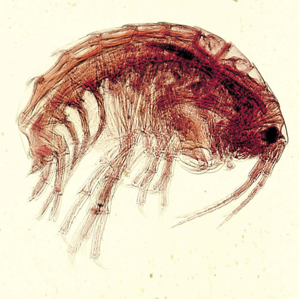 Microscopic detailed amphipod specimen showing intricate limbs on a light aquatic wallpaper background
