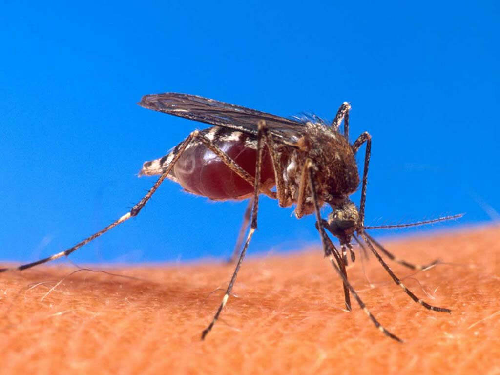 Close-Up Mosquito on Skin - Nature's Intricate Details Against Blue Wallpaper