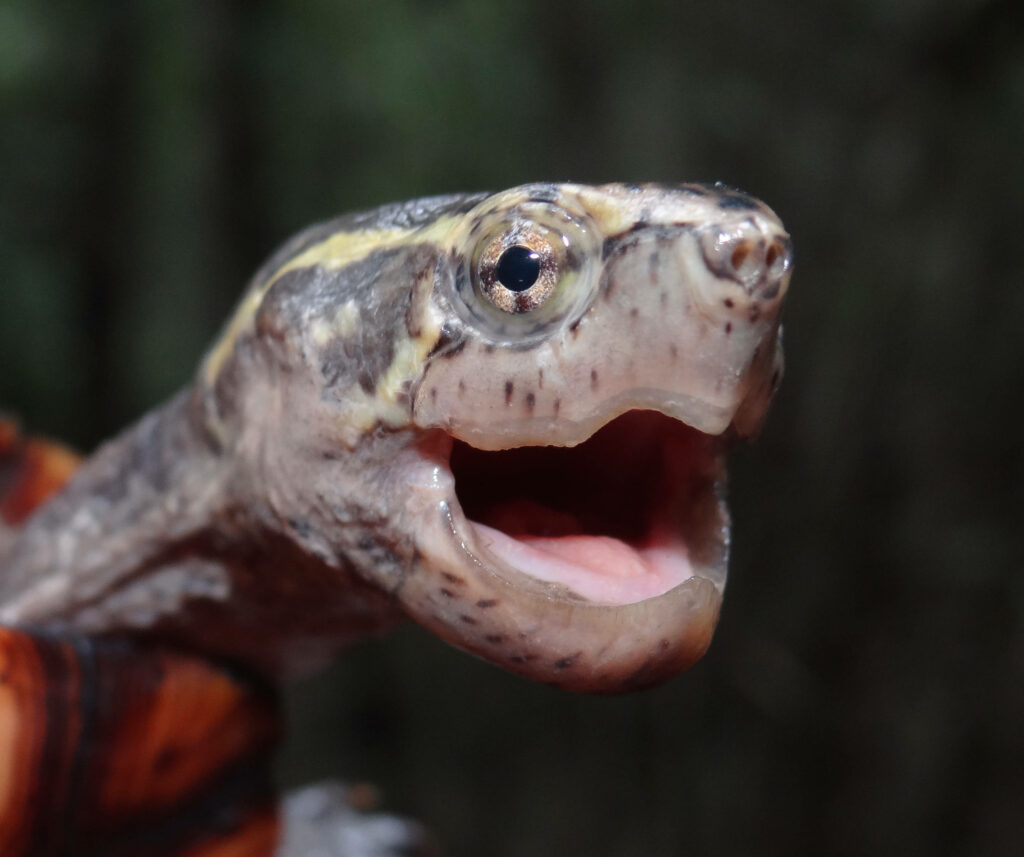 Close-Up of Mud Turtle with Sharp Beak on Blurred Natural Background Wallpaper