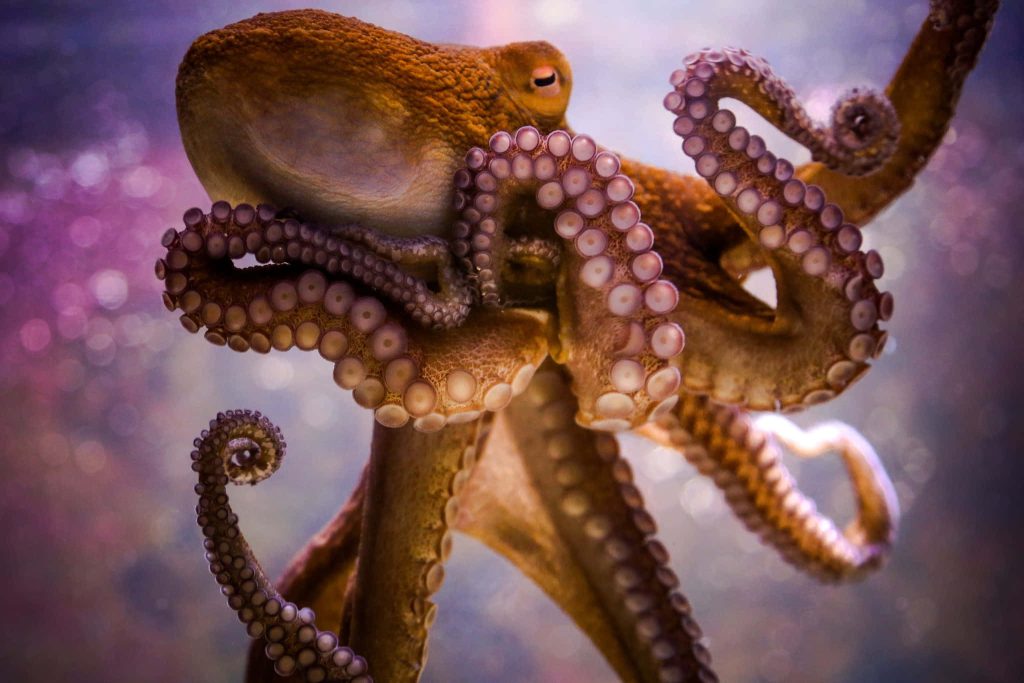 Close-up of octopus tentacles with textured skin in soft purple and blue underwater background Wallpaper