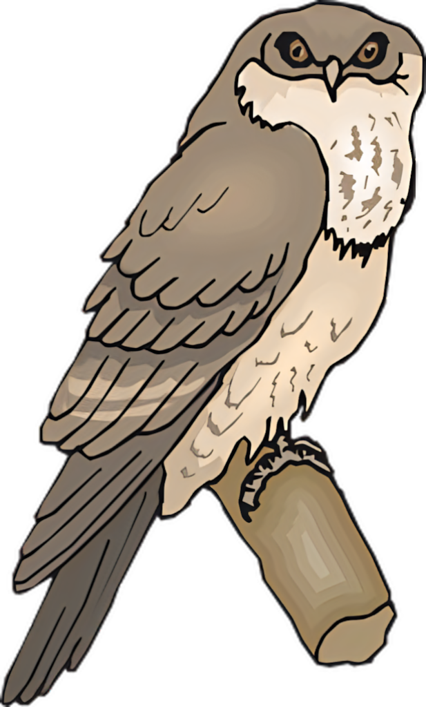 Elegant Owl Perched on Branch - Detailed Illustration Wallpaper