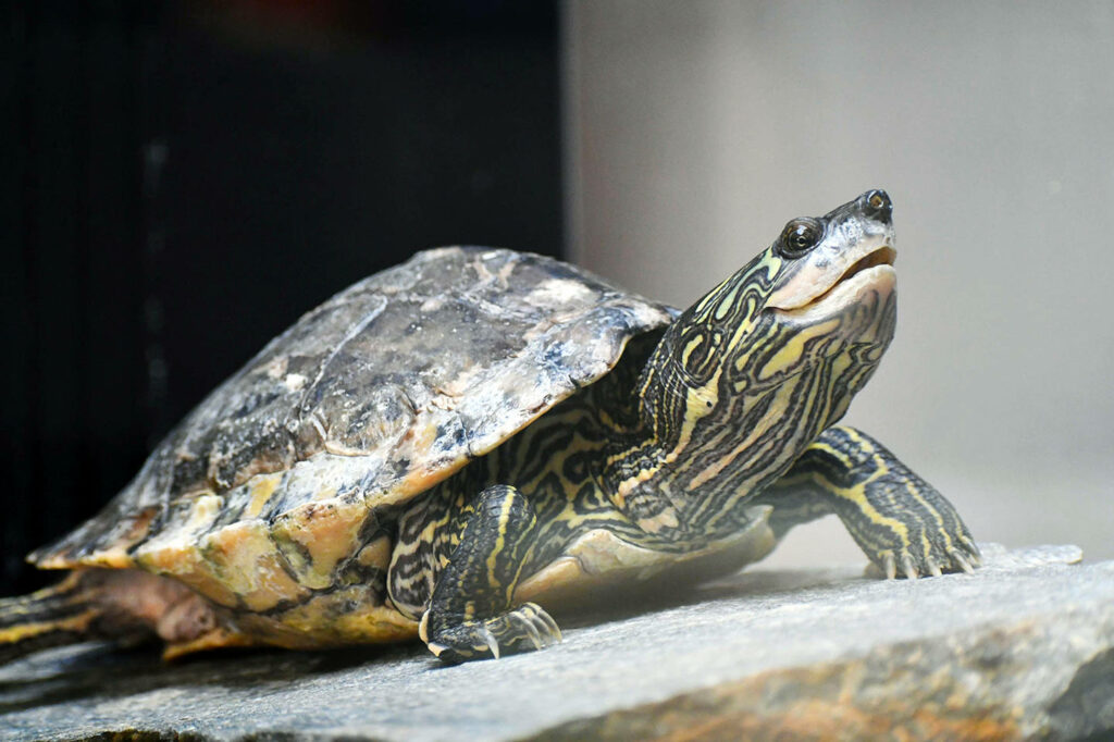 Close-up of Pearl River Map Turtle on rock showing detailed shell patterns and markings wallpaper