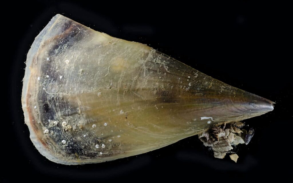 Close-up of pen shell showing natural textures and earthy tones on black wallpaper background