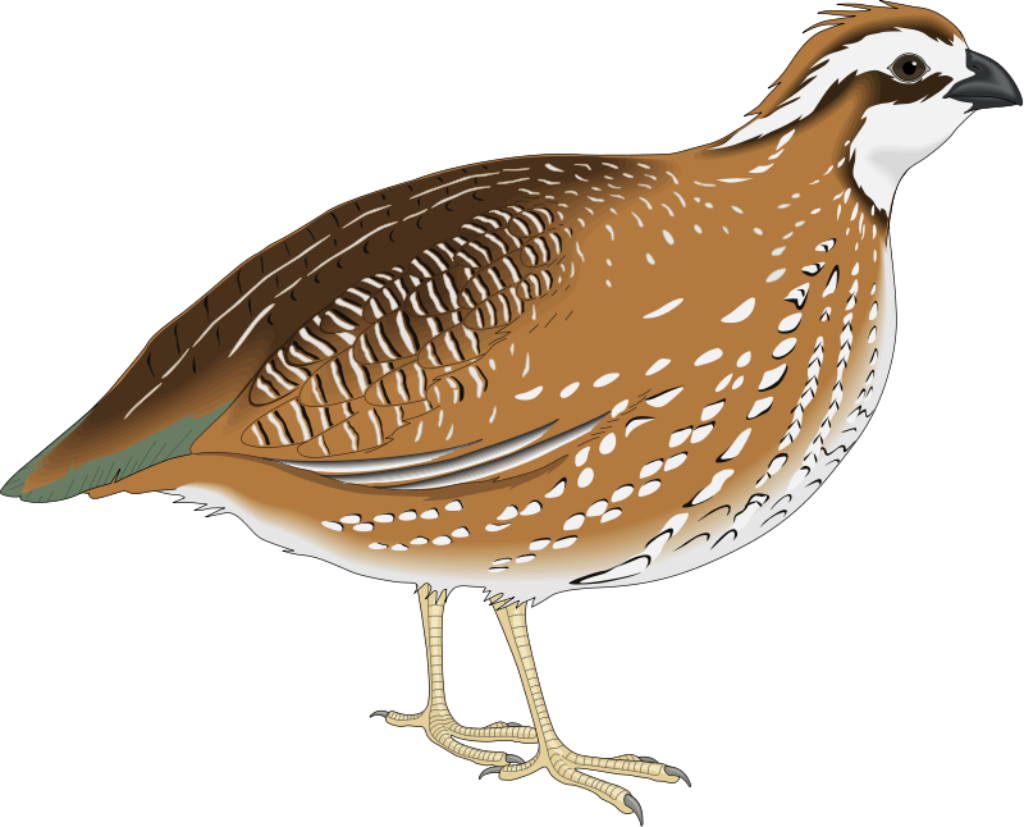 Illustrated Quail Wallpaper: Detailed Side View & Transparent Background