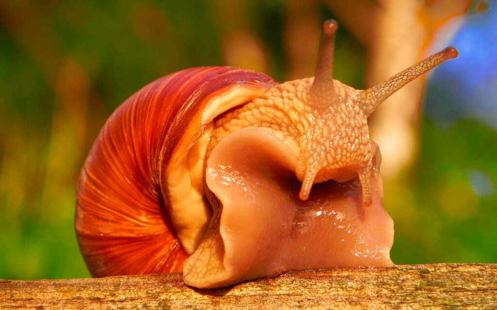 Close-Up of Roman Snail: Textures & Colors on Serene Background Wallpaper