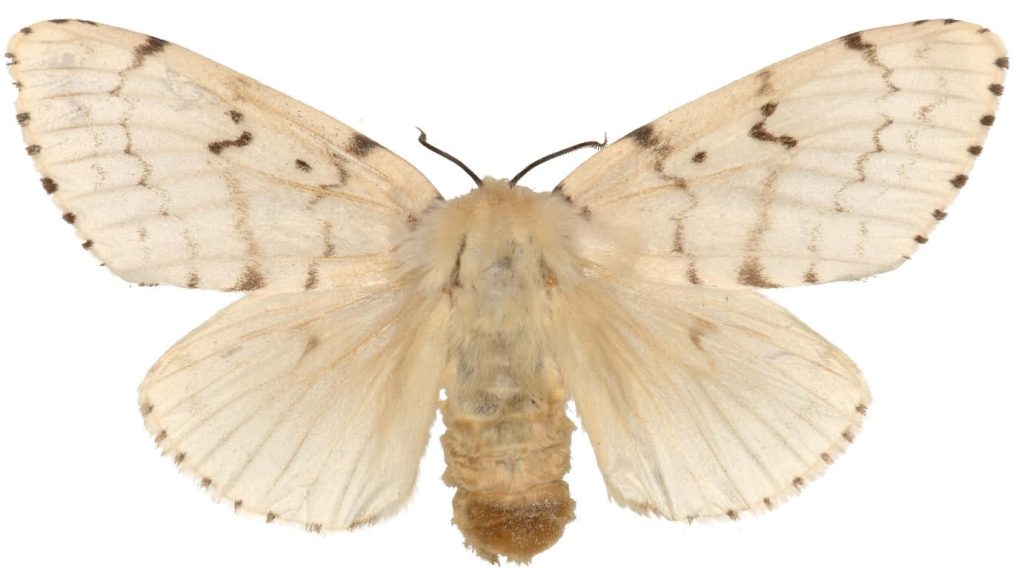 Close-up of detailed Spongy Moth with cream wings and dark patterns on white background wallpaper