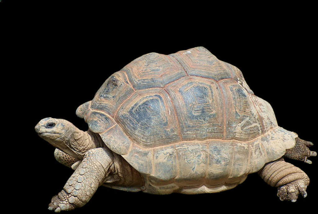 Detailed Tortoise Profile Wallpaper on Black Background