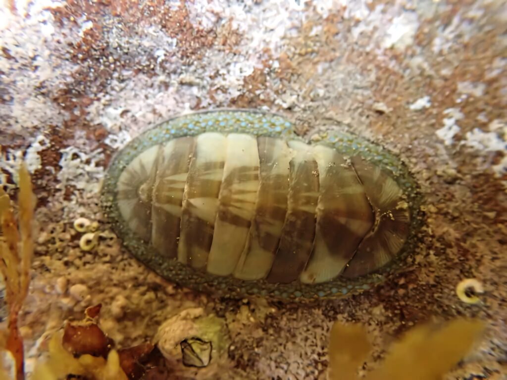 Closeup of chiton with segmented oval shell and green edges on rocky underwater surface wallpaper