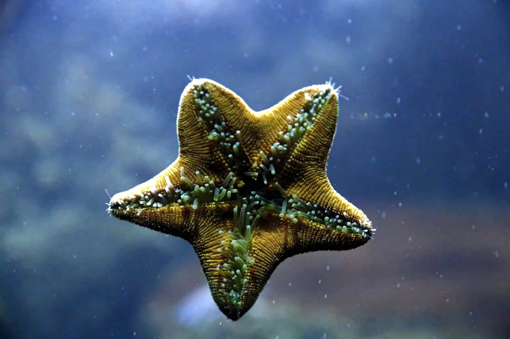 Underwater starfish wallpaper showing detailed textured body and soft blue aquatic background