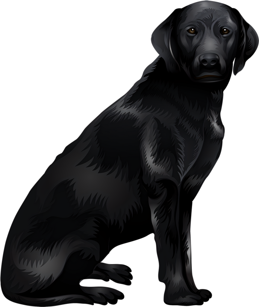 Black Labrador Retriever Vector Wallpaper for Pet Lovers