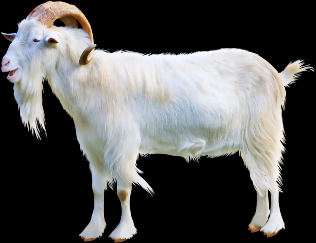 Detailed White Goat Profile Wallpaper with Transparent Background
