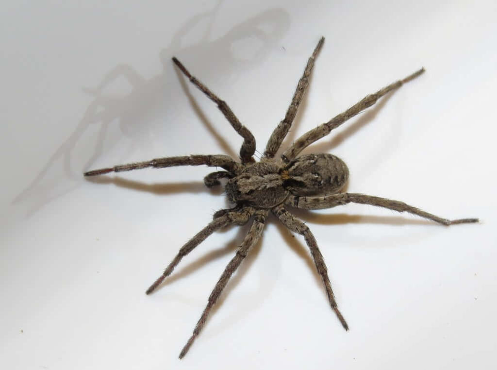 Close-Up of Wolf Spider: Textured Body & Shadow Play on Neutral Background Wallpaper
