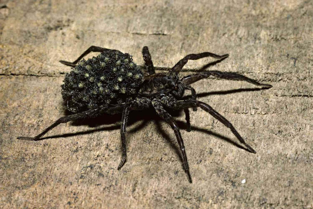 Close-Up Wolf Spider Wallpaper: Intricate Features on Textured Background