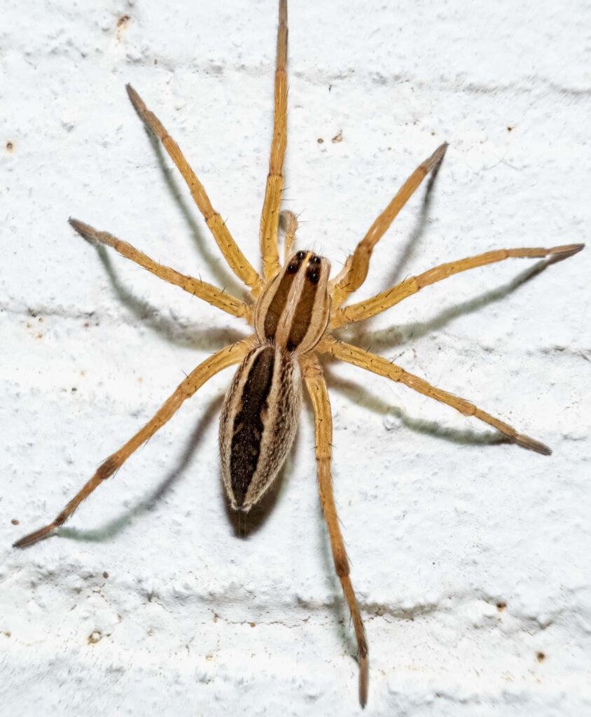Detailed Wolf Spider Wallpaper: Stripes & Textures on Neutral Background
