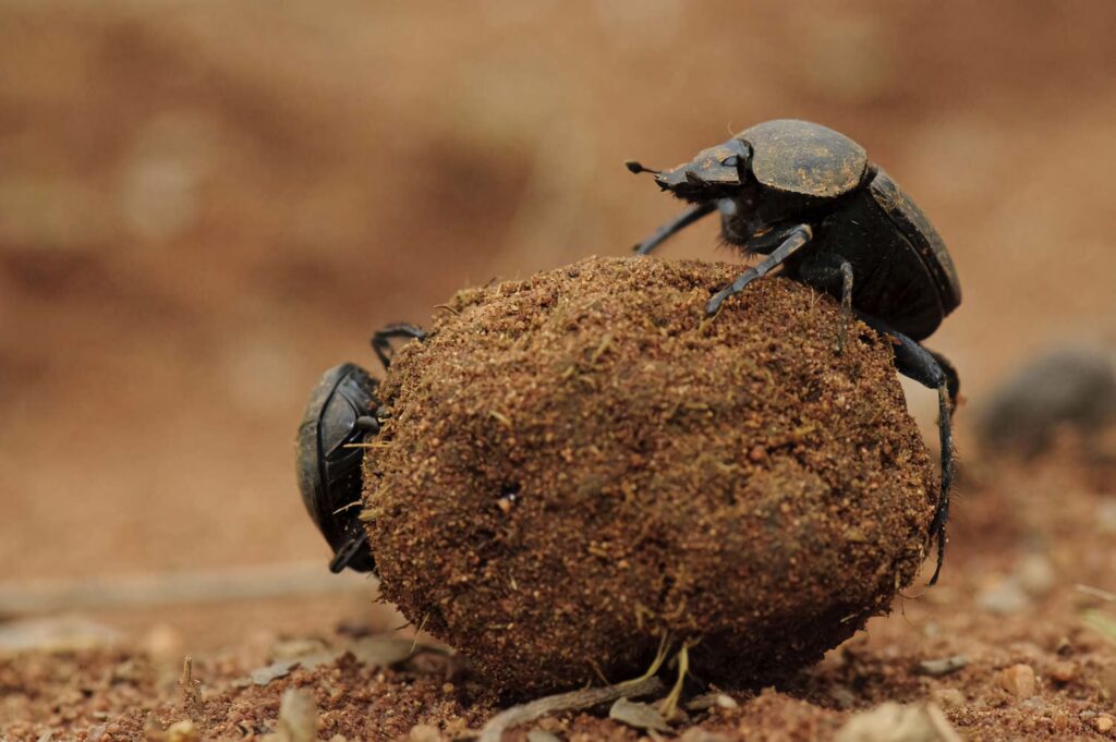 Close-up of dung beetle pushing earth ball across dusty terrain natural detailed wallpaper background