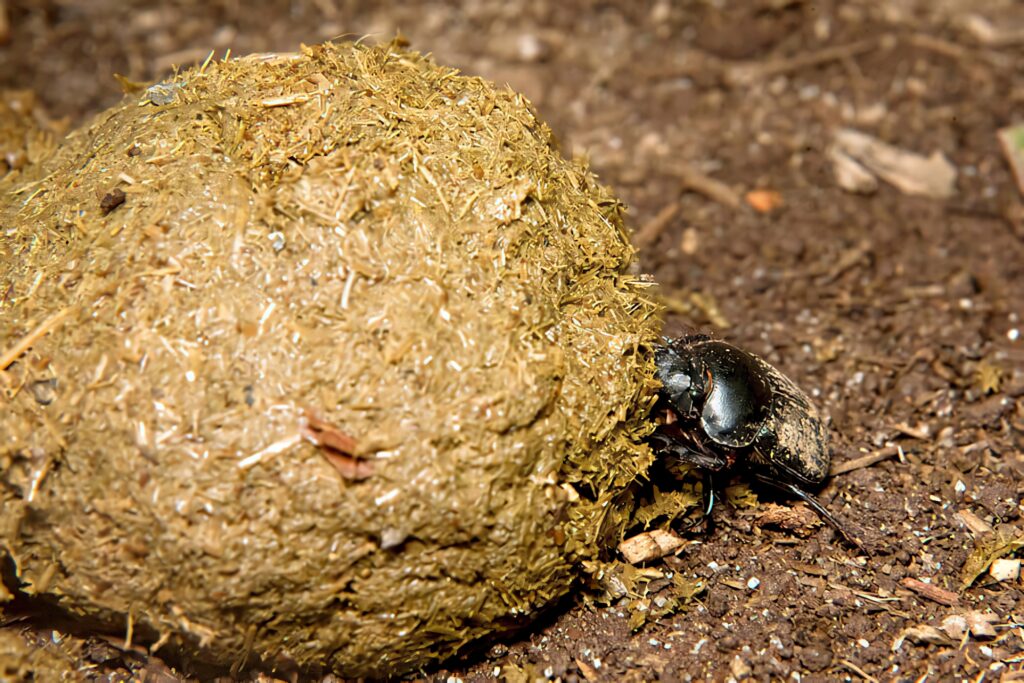 Close-up of a determined dung beetle rolling dung ball on textured earthy surface wallpaper background